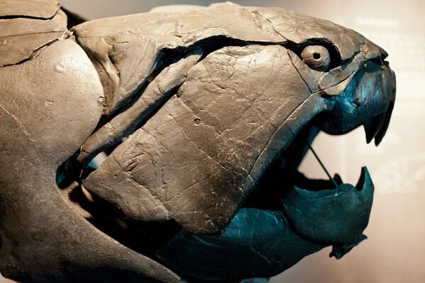 Dunkleosteus is an extinct placoderm fish that lived during the Late Devonian period and could grow up to 20 feet in length.